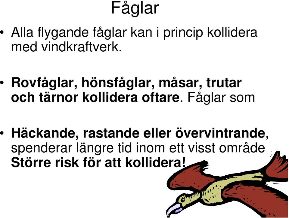 Rovfåglar, hönsfåglar, måsar, trutar och tärnor kollidera oftare.