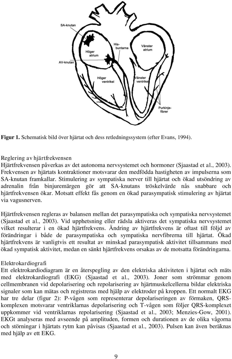 Stimulering av sympatiska nerver till hjärtat och ökad utsöndring av adrenalin från binjuremärgen gör att SA-knutans tröskelvärde nås snabbare och hjärtfrekvensen ökar.