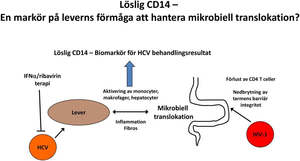 Aktivering av monocyter, makrofager, hepatocyter Inflammation Fibros Mikrobiell