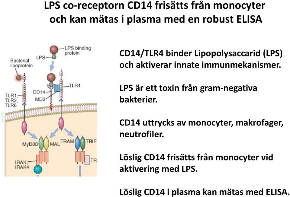 LPS är ett toxin från gram negativa bakterier.