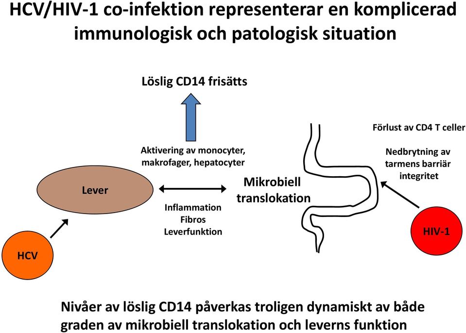 Fibros Leverfunktion Mikrobiell translokation Nedbrytning av tarmens barriär integritet HIV 1 HCV