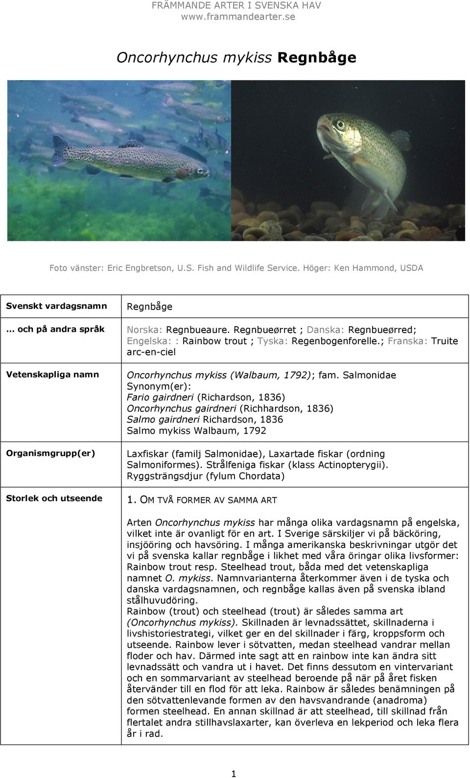 Regnbueørret ; Danska: Regnbueørred; Engelska: : Rainbow trout ; Tyska: Regenbogenforelle.; Franska: Truite arc-en-ciel Oncorhynchus mykiss (Walbaum, 1792); fam.
