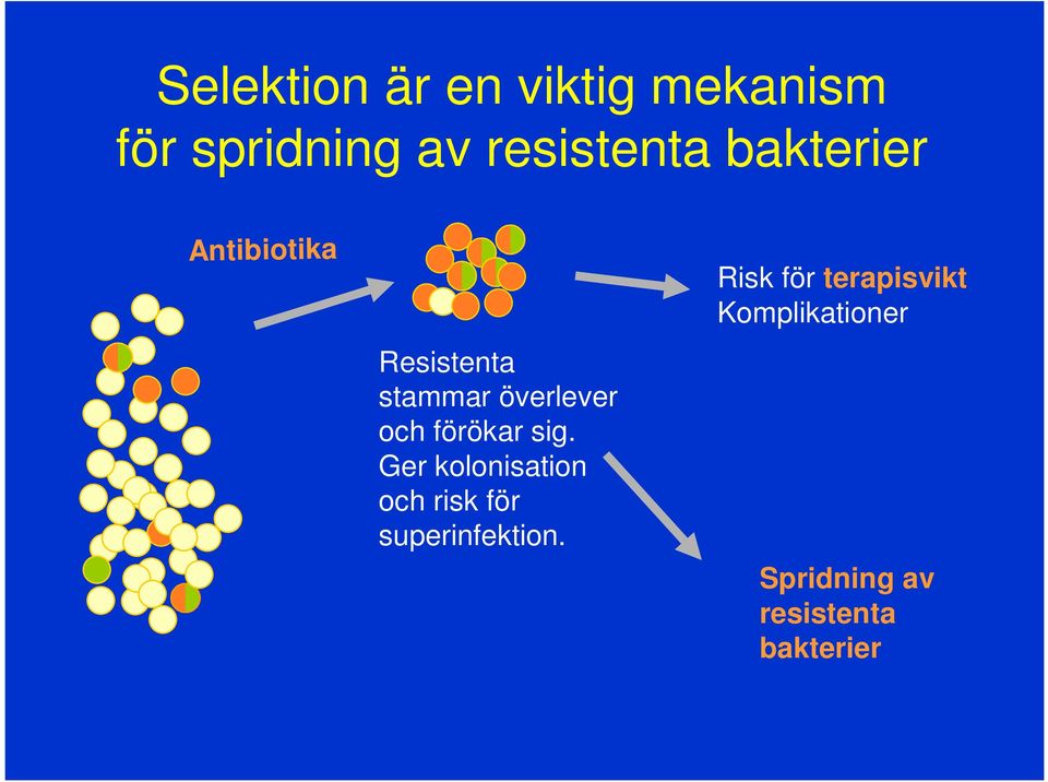 förökar sig. Ger kolonisation och risk för superinfektion.