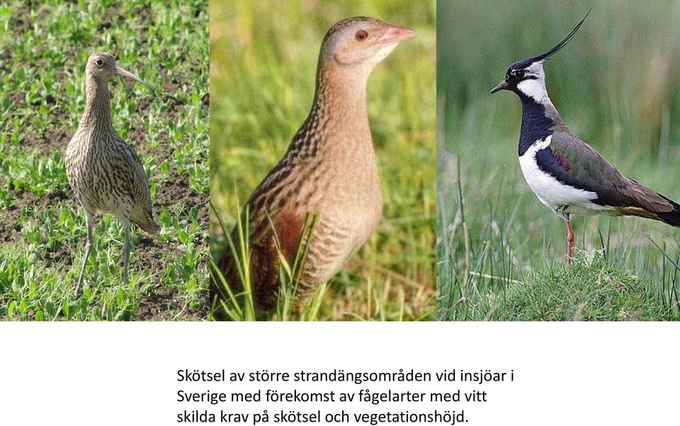 Sverige med förekomst av
