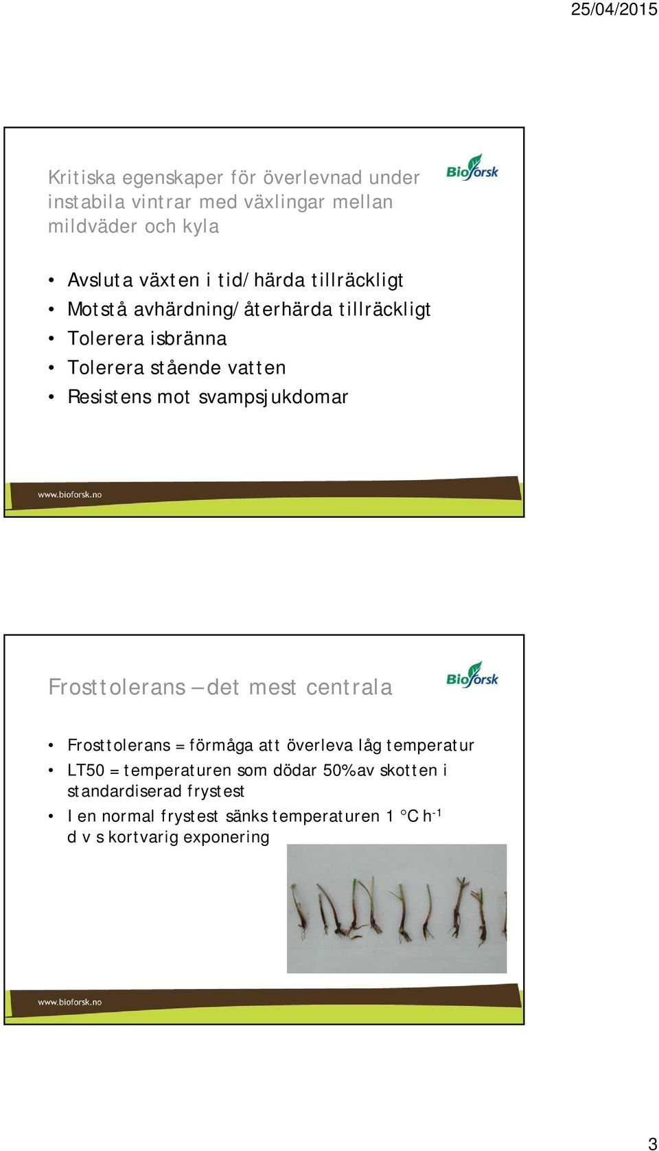 svampsjukdomar Frosttolerans det mest centrala Frosttolerans = förmåga att överleva låg temperatur LT50 = temperaturen