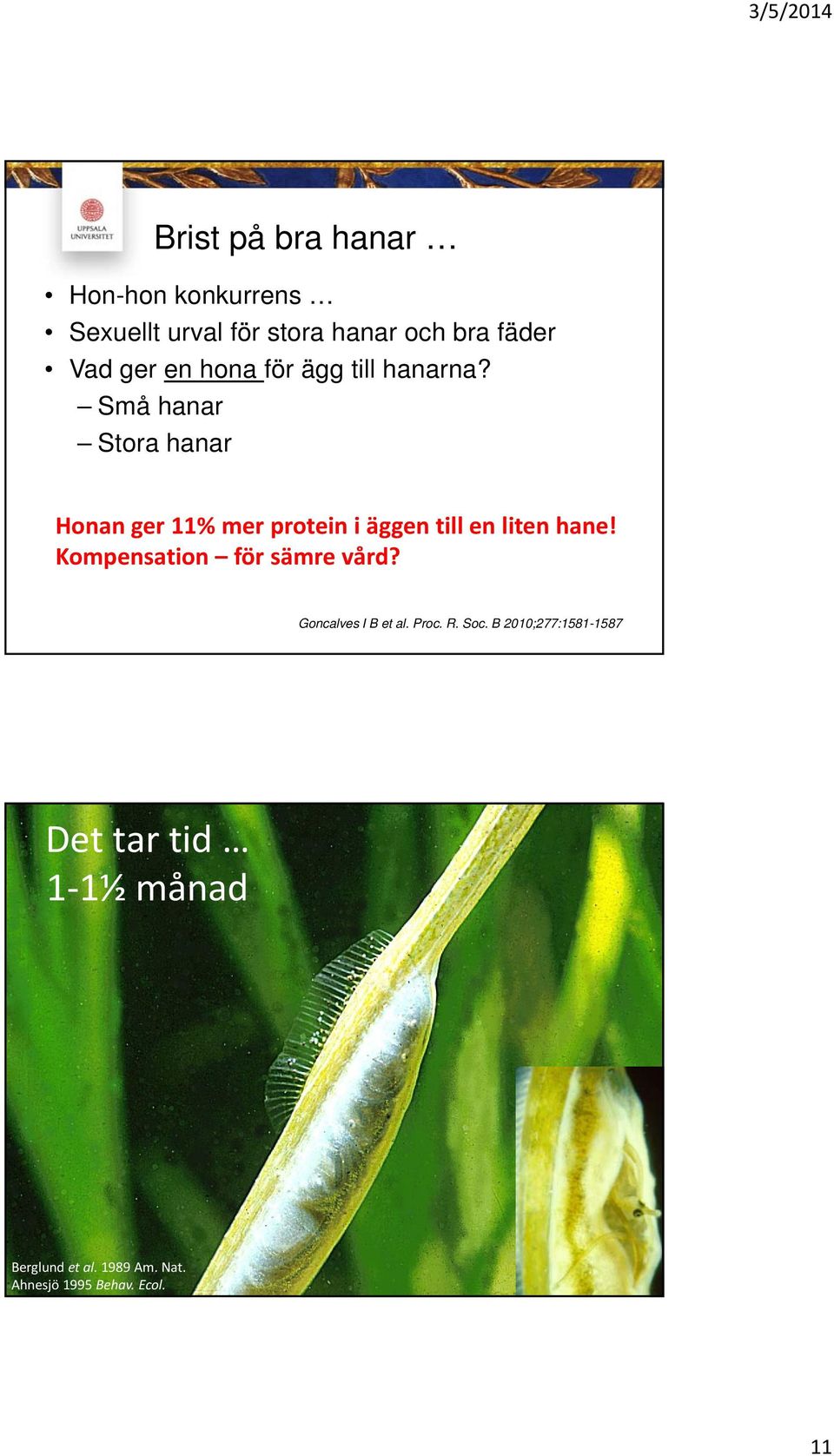 Små hanar Stora hanar Honan ger 11% mer protein i äggen till en liten hane!