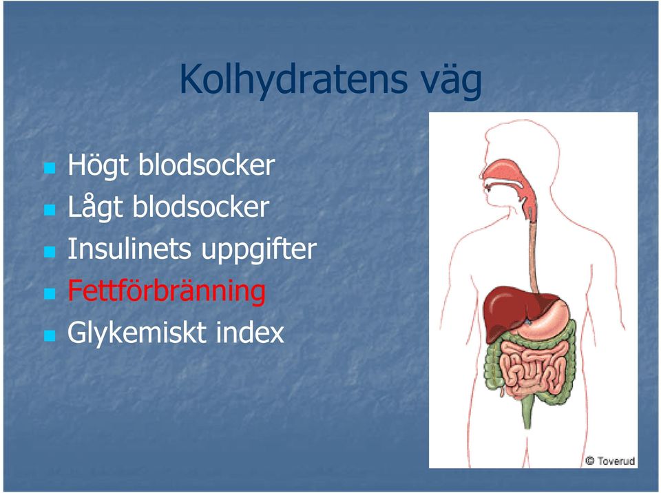 blodsocker Insulinets