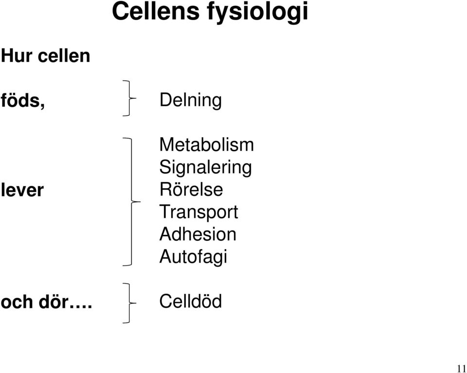 Delning Metabolism Signalering