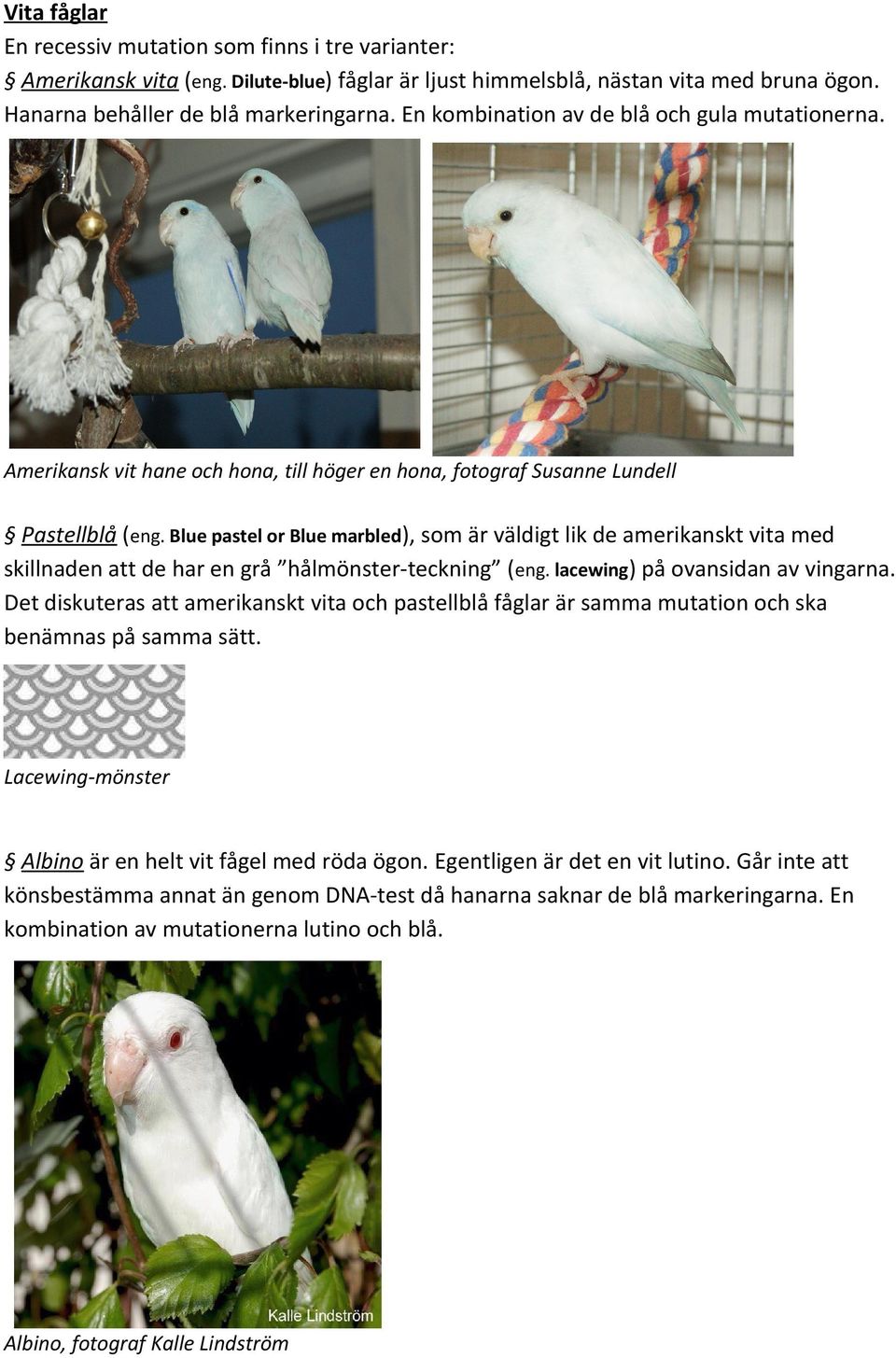 Blue pastel or Blue marbled), som är väldigt lik de amerikanskt vita med skillnaden att de har en grå hålmönster-teckning (eng. lacewing) på ovansidan av vingarna.