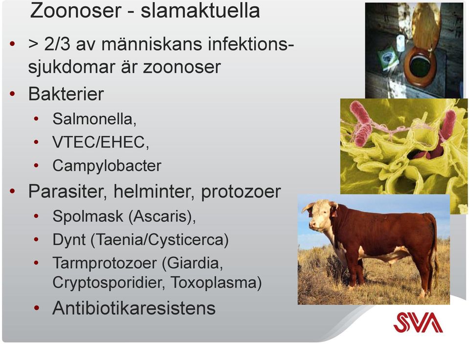 helminter, protozoer Spolmask (Ascaris), Dynt (Taenia/Cysticerca)