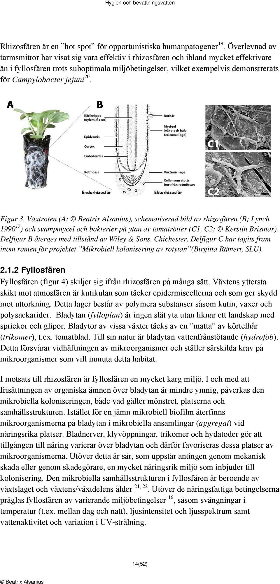 Campylobacter jejuni 20. Figur 3. Växtroten (A; ), schematiserad bild av rhizosfären (B; Lynch 1990 17 ) och svampmycel och bakterier på ytan av tomatrötter (C1, C2; Kerstin Brismar).