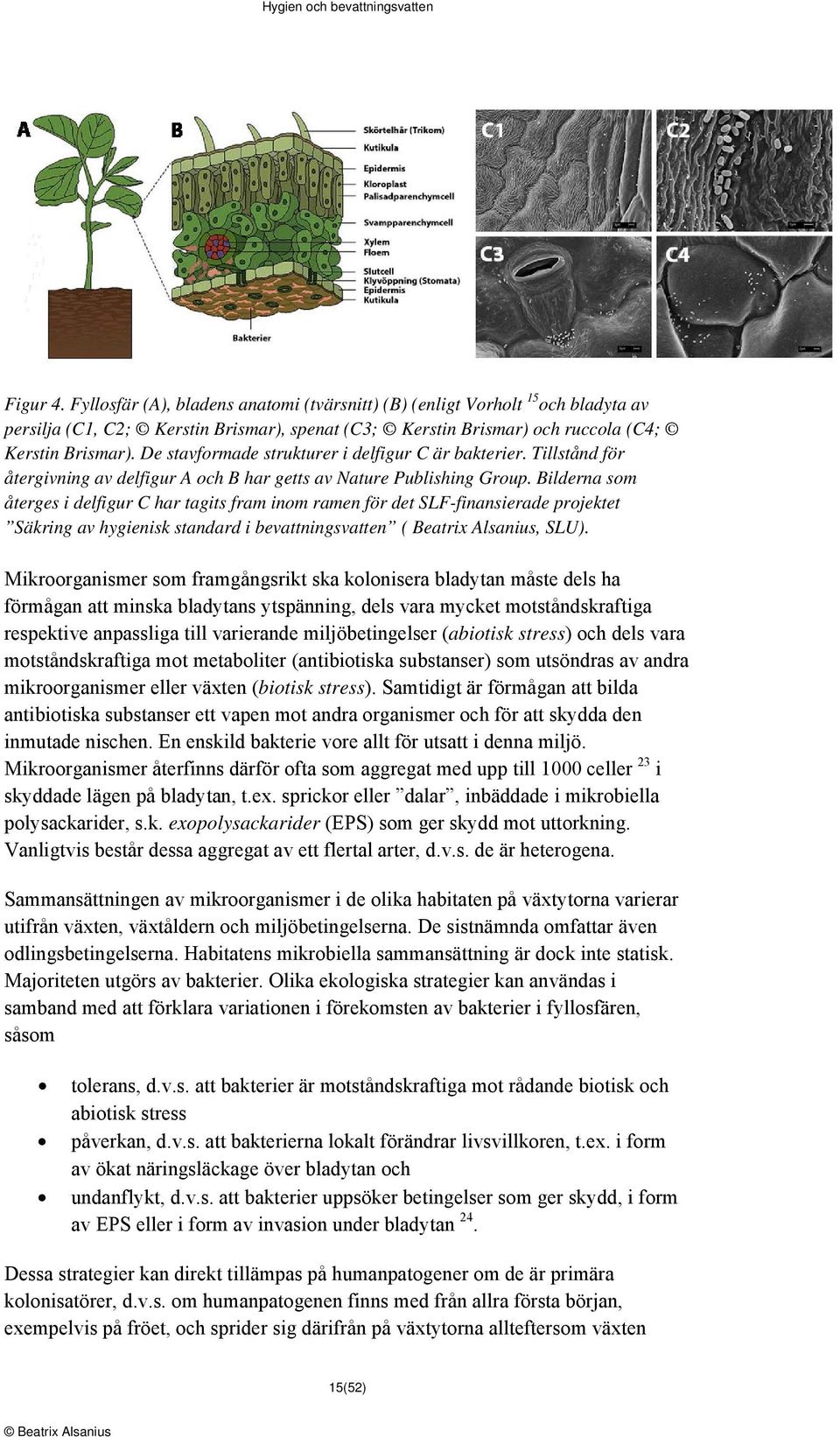 Bilderna som återges i delfigur C har tagits fram inom ramen för det SLF-finansierade projektet Säkring av hygienisk standard i bevattningsvatten ( Beatrix Alsanius, SLU).