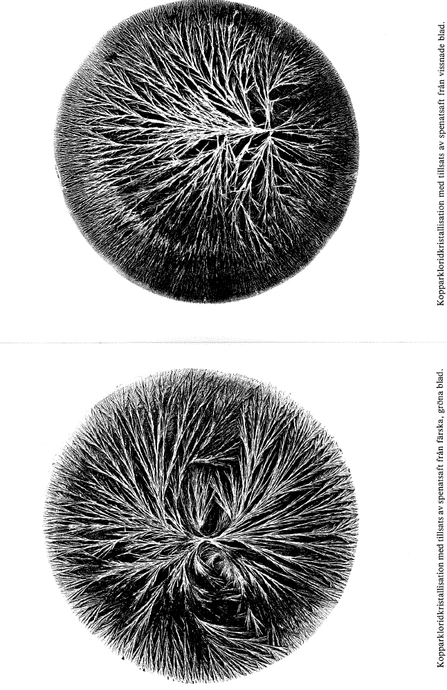 Figur 4. Inverkan av omogna, mogna och åldrande rödbetor på kristallbilden, schematiskt återgivet. Källa, Engkvist, M.