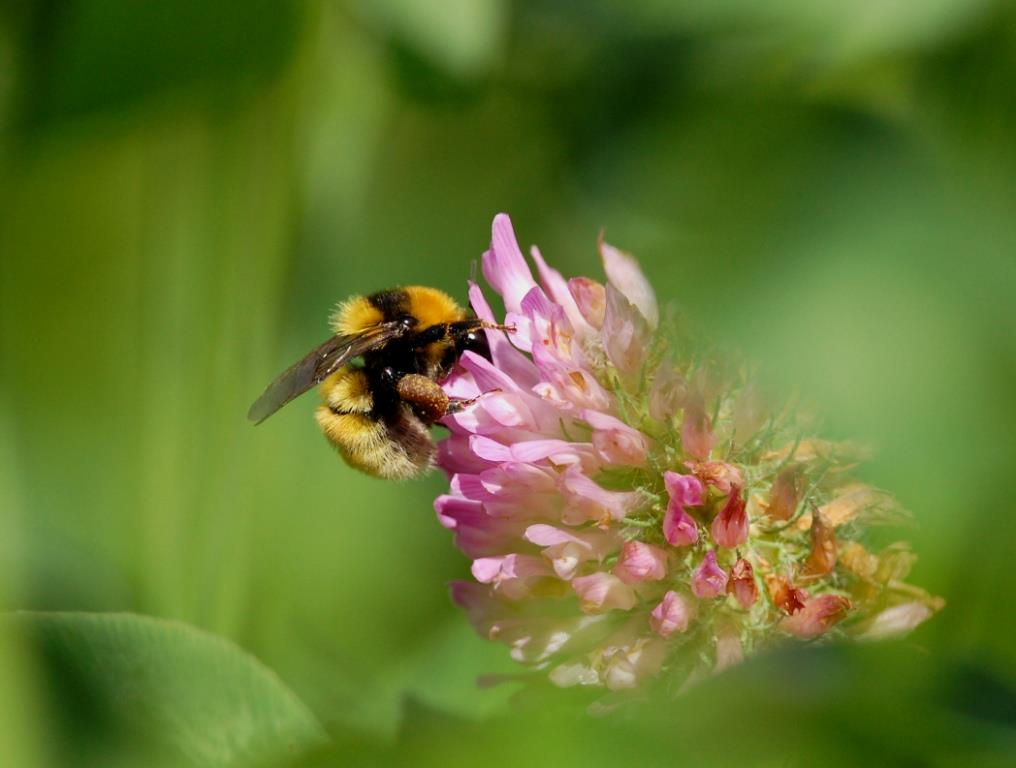 Gynna Pollinatörer Mångfald på slätten 2014 Sören