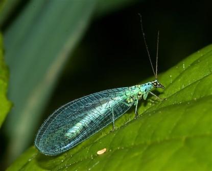 följande nyttoinsekter: Rovkvalster Rovspindlar Näbbskinnbaggar