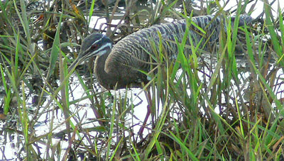 Grey-winged Trumpeter Psophia crepitans Hörd 9.2, samt strålande obsar av 12 ex i Junglaven 11.2! En av resans absoluta höjdpunkter! 94. Grey-necked Wood-Rail Aramides cajanea 2 ex i Junglaven 8.2. Sammanlagt drygt 30 obsar i Hato Pinero.