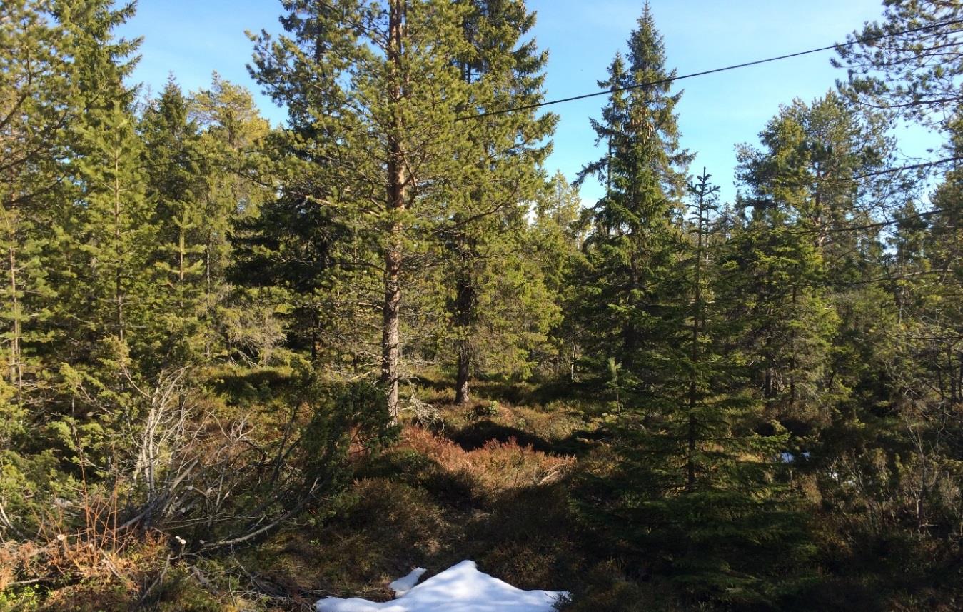 Riksintressen och andra intressen Planområdet ligger inom riksintresse för naturvård och friluftsliv enligt 3 kap 6 Miljöbalken.