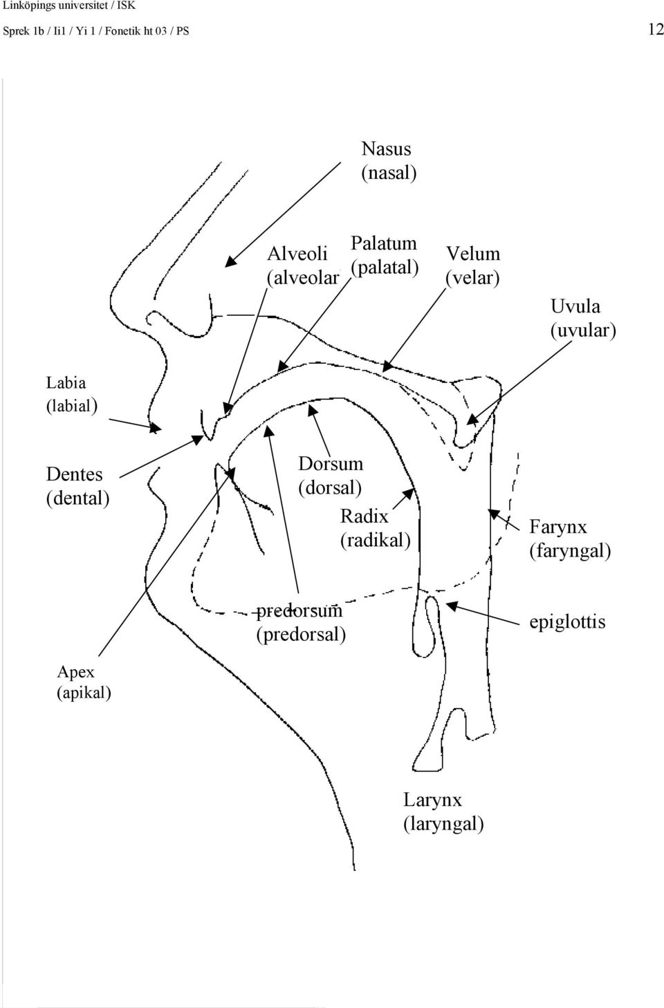 (labial) Dentes (dental) Dorsum (dorsal) Radix (radikal) Farynx