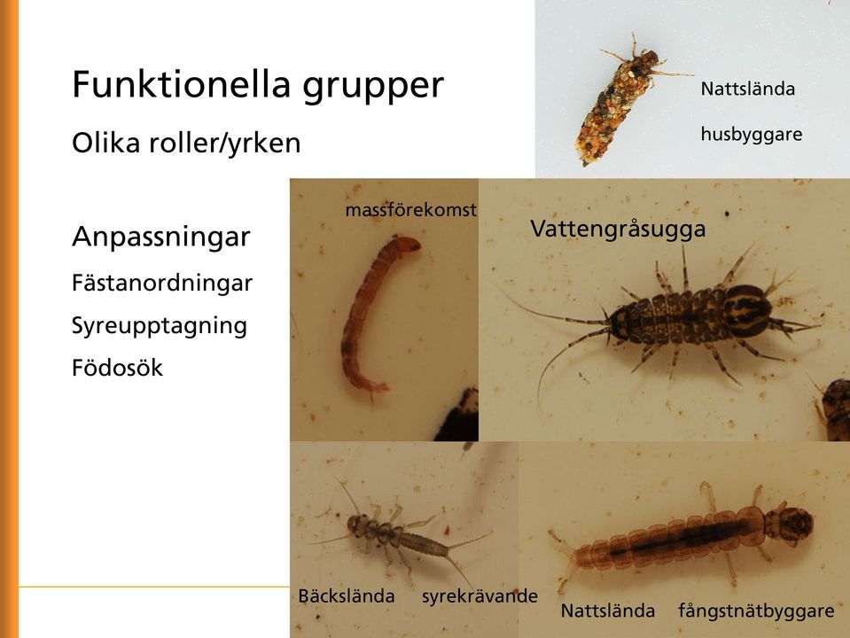 Fästanordningar Syreupptagning Födosök