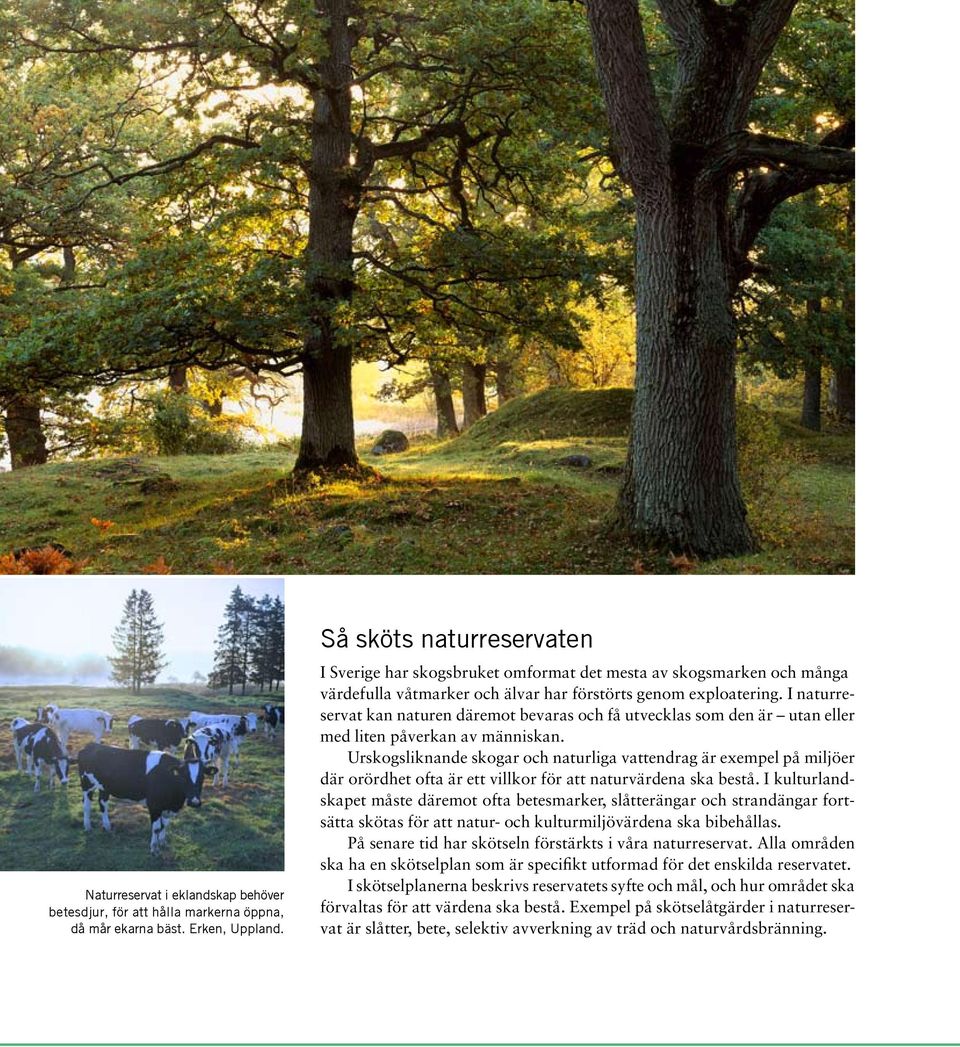 I naturreservat kan naturen däremot bevaras och få utvecklas som den är utan eller med liten påverkan av människan.