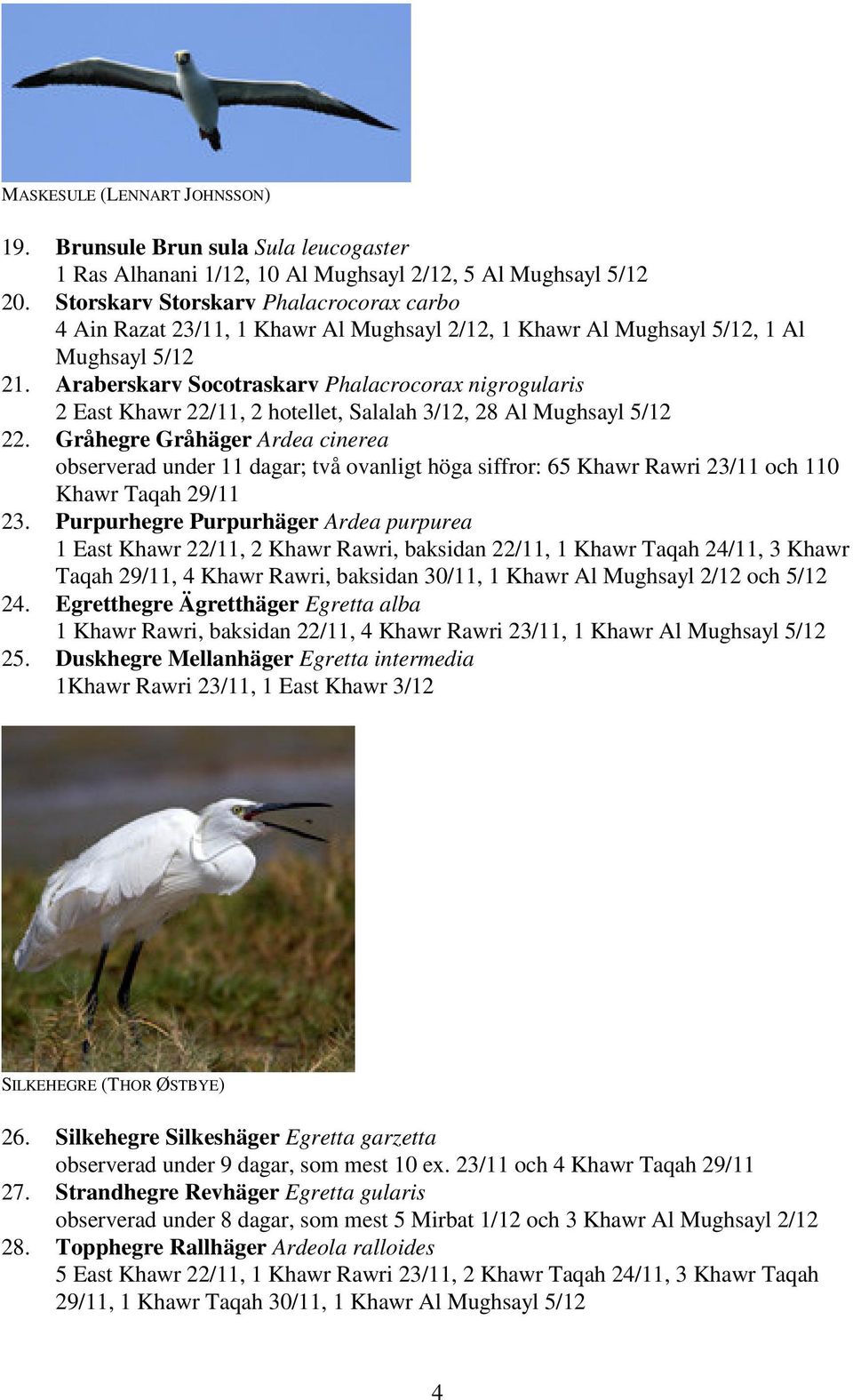 Araberskarv Socotraskarv Phalacrocorax nigrogularis 2 East Khawr 22/11, 2 hotellet, Salalah 3/12, 28 Al Mughsayl 5/12 22.