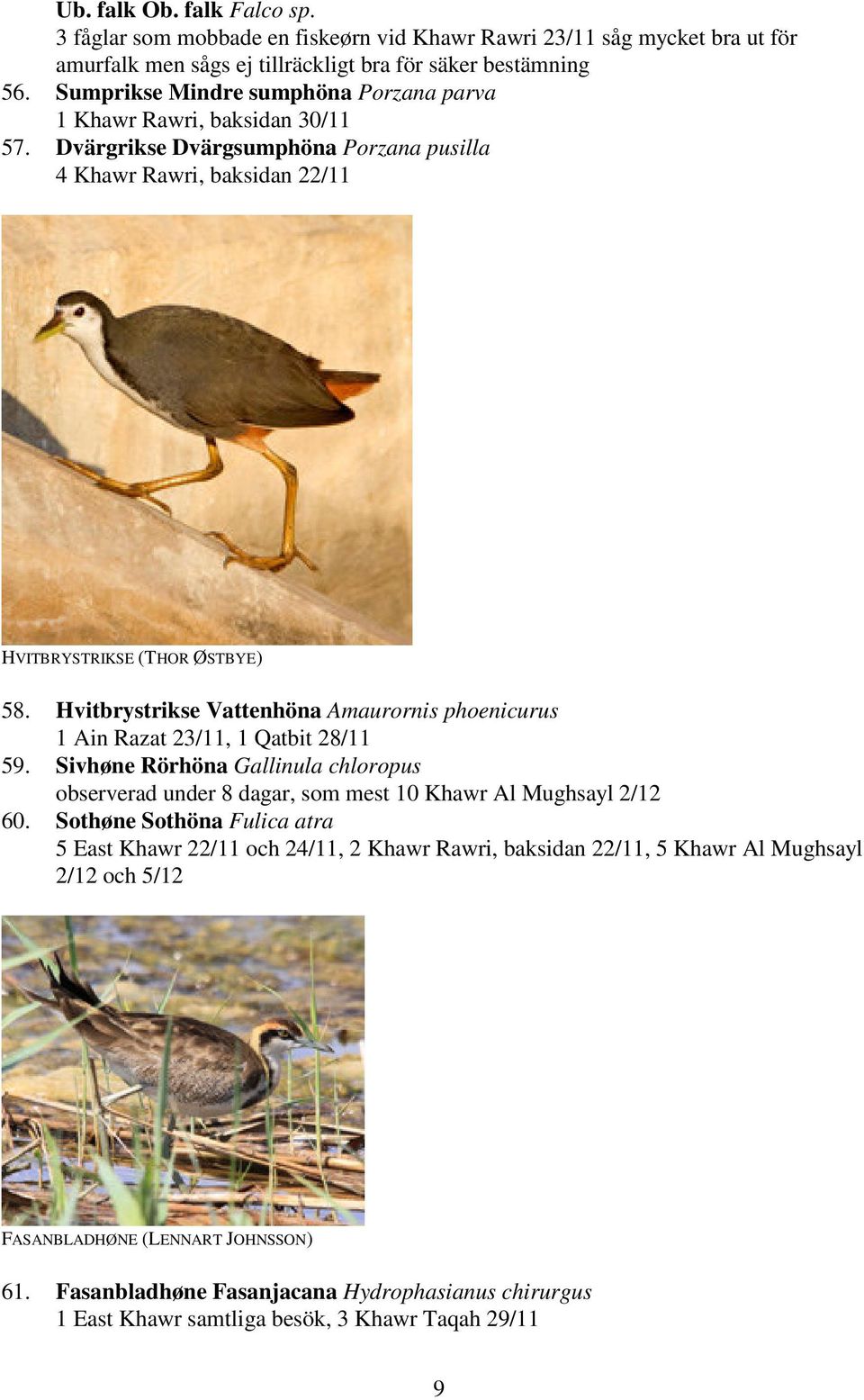 Hvitbrystrikse Vattenhöna Amaurornis phoenicurus 1 Ain Razat 23/11, 1 Qatbit 28/11 59. Sivhøne Rörhöna Gallinula chloropus observerad under 8 dagar, som mest 10 Khawr Al Mughsayl 2/12 60.