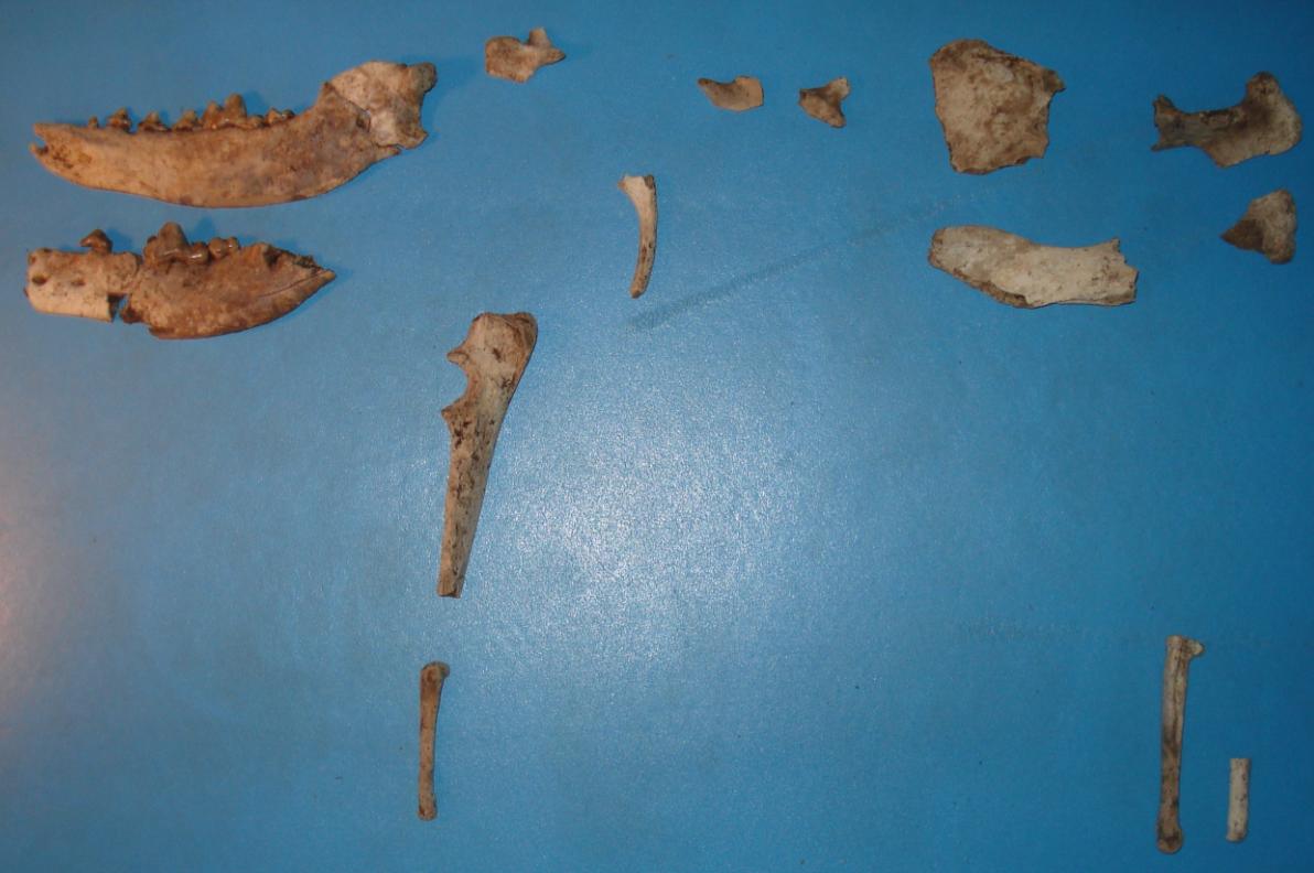 REPORTS IN OSTEOLOGY 2011: 7 Djurben från Rönneholms mosse -osteologisk analys av material från