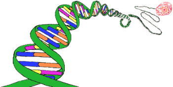 DNA betyder Deoxyribonukleinsyra. Hur sitter DNA ihop?