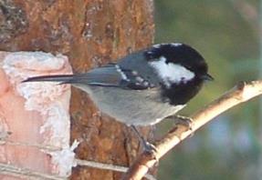 Trender för enskilda arter 4 Talltita, Parus montanus (816, -2,7, ***; 171, -4,9, ***; 562, 0,7, NS) 4 Entita, Parus palustris (886, -2,5, ***; 119, -4,1, ***; 122, 1,1, NS) 3 3 2 2 1 1 0 3.0 2.5 2.