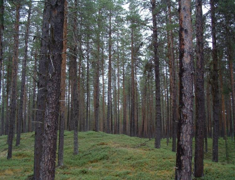 Skogen och fåglarna Dålig kunskap om exakta orsaker till trenderna.