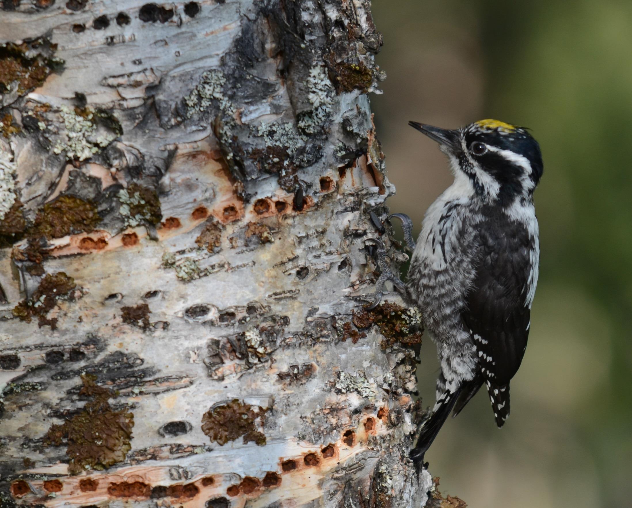 Fåglar i äldre skog 9 arter: tjäder,