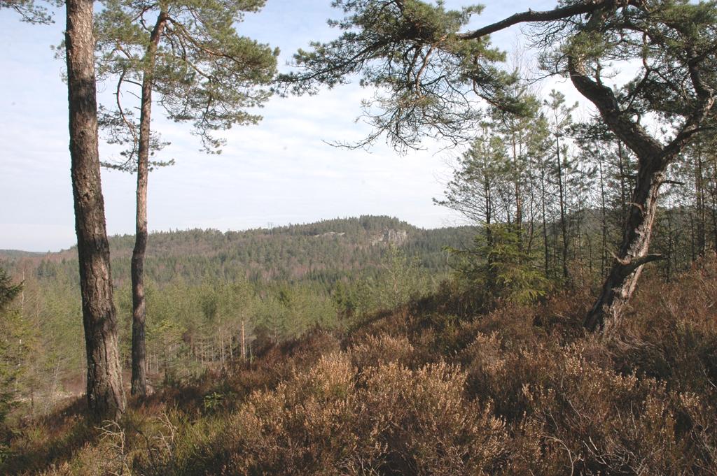 Svartedalens naturreservat utgörs främst av en sydvästsvenskt barr- och barrblandskog som är starkt präglad av ett suboceaniskt klimatet med hög nederbörd och milda vintrar.