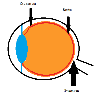 1.2 Synnerven och Retina 1.2.1 Retina Retina, eller näthinnan, är ögats innersta lager och sträcker sig från ora serrata ända fram till synnerven.