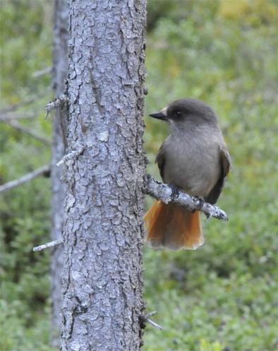 arter med få individer. Detta gäller både växter, djur och insekter.