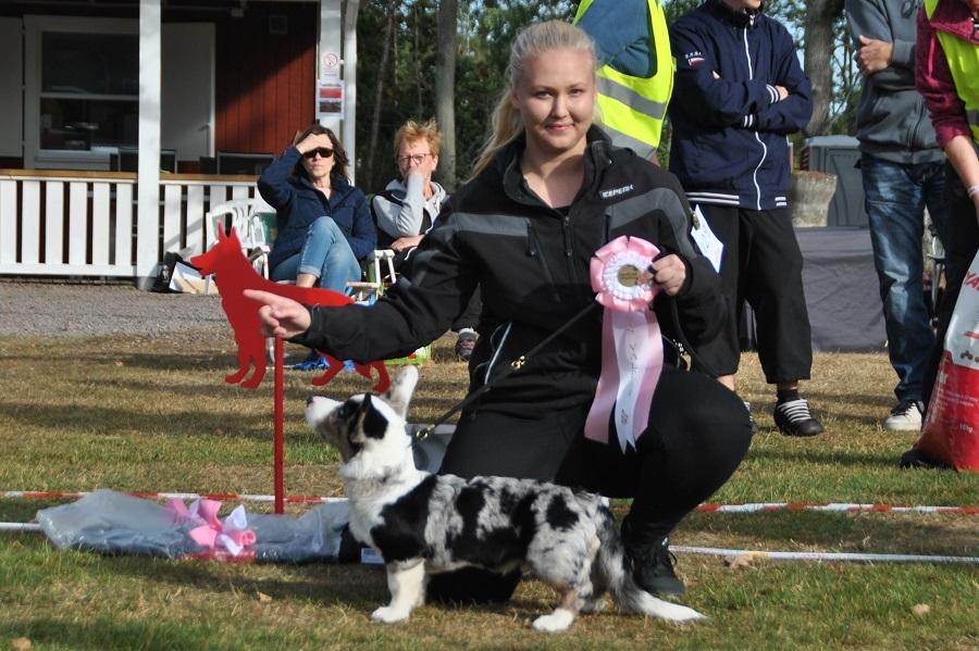 BIS VALP 4-6 MÅN Domare Annette Stone 1. WELSH CORGI CARDIGAN 129 Wesa Borgs Bondi Beach SE31753/2016 BLM FÖDD 2016-05-15, E. SE UCH Geestland's Cloudy Moon, U.