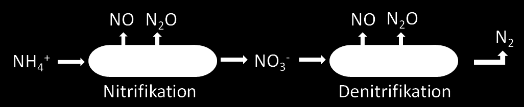 12 Under nitrifikation, som är en aerob dvs. syrekrävande process, mineraliseras organiskt bundet kväve och kan sedan oxideras till nitrat. Se stegen i nitrifikationen nedan (Eriksson m.fl.