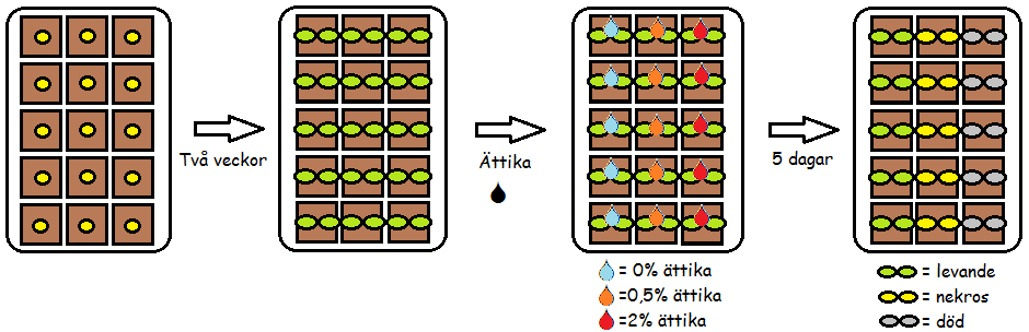 8 Figur 2. Bildserien visar vad som förväntas hända med de förgiftade plantorna. Ärtorna planteras och får växa till sig under två veckor.