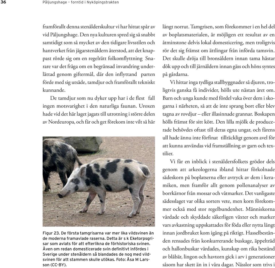 Snarare var det fråga om en begränsad invandring underlättad genom giftermål, där den inflyttand parten förde med sig utsäde, tamdjur och framförallt tekniskt kunnande.