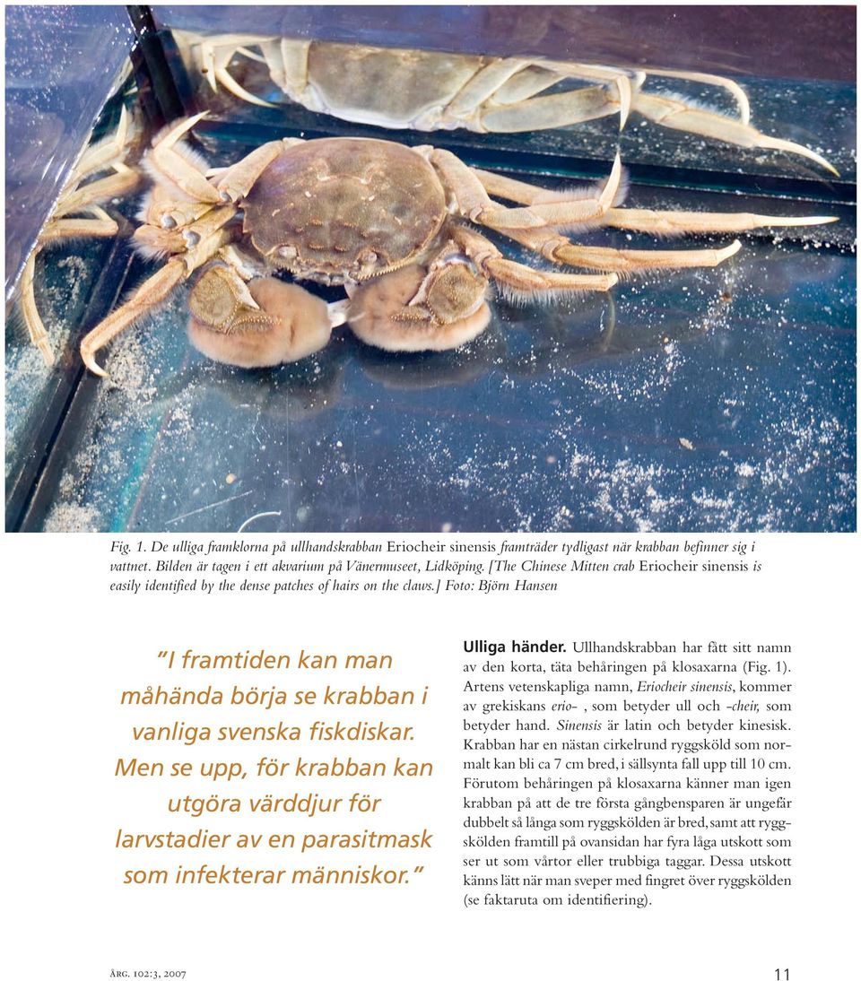 ] Foto: Björn Hansen I framtiden kan man måhända börja se krabban i vanliga svenska fiskdiskar. Men se upp, för krabban kan utgöra värddjur för larvstadier av en parasitmask som infekterar människor.