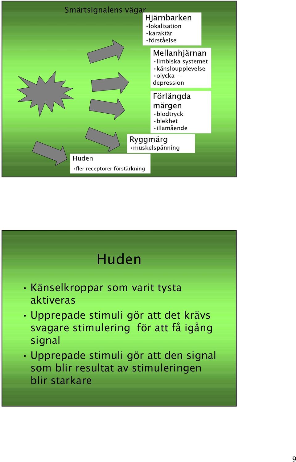 fler receptorer förstärkning Huden Känselkroppar som varit tysta aktiveras Upprepade stimuli gör att det krävs