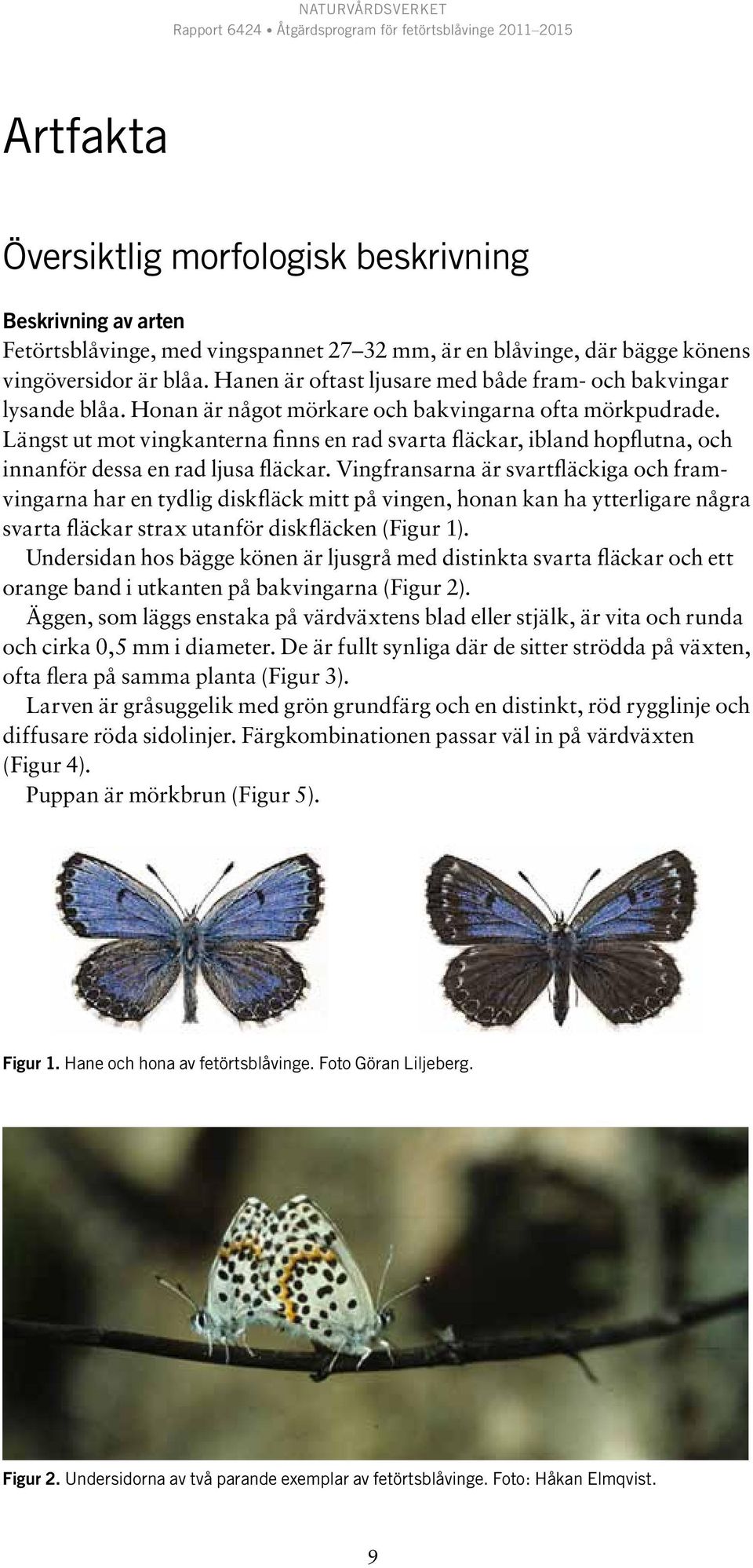 Längst ut mot vingkanterna finns en rad svarta fläckar, ibland hopflutna, och innanför dessa en rad ljusa fläckar.