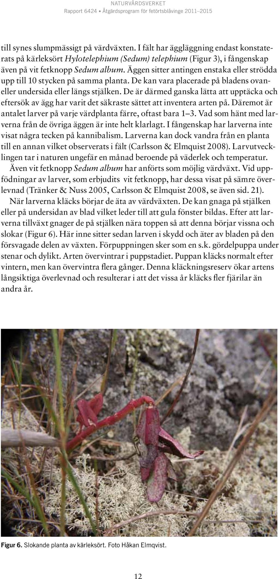 De är därmed ganska lätta att upptäcka och eftersök av ägg har varit det säkraste sättet att inventera arten på. Däremot är antalet larver på varje värdplanta färre, oftast bara 1 3.