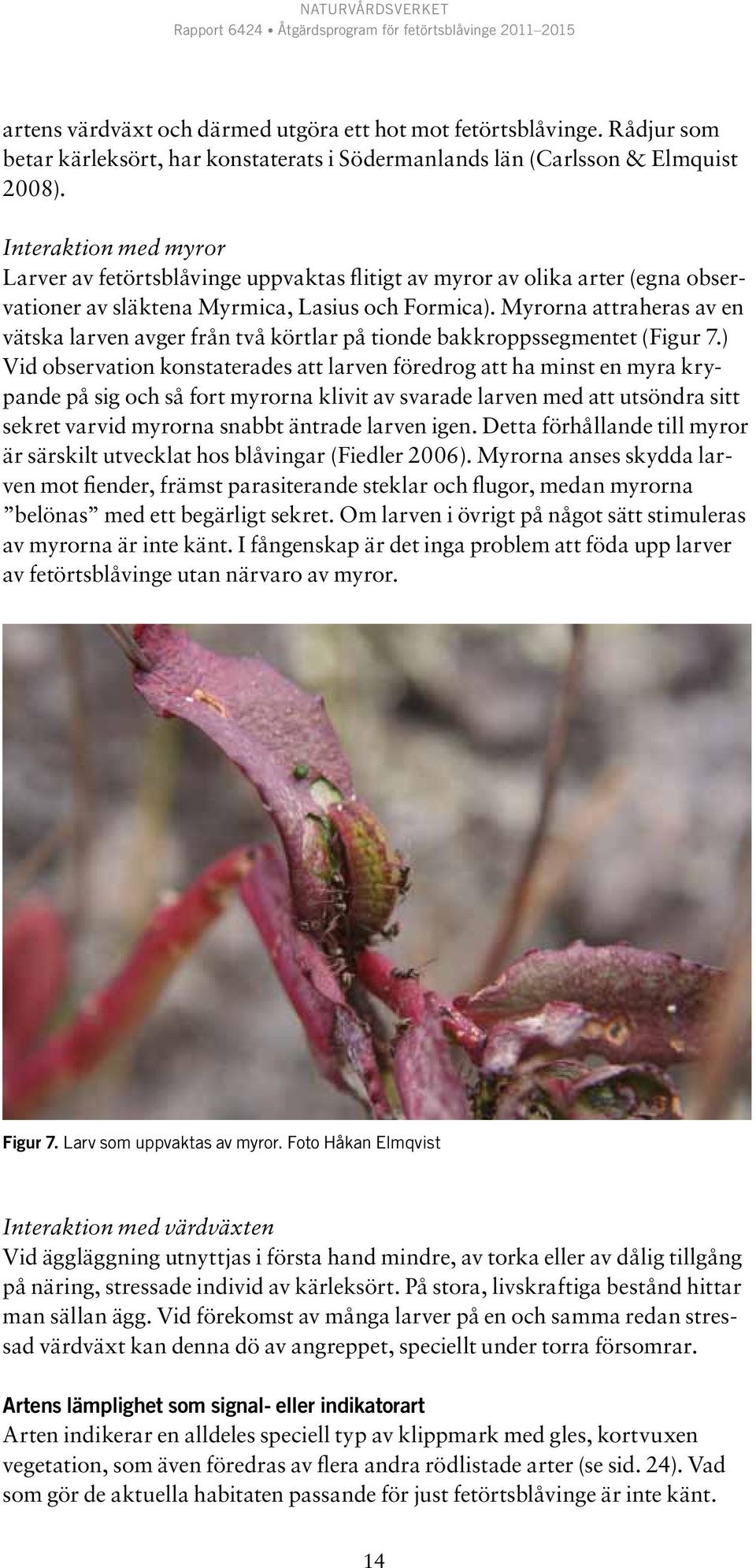 Myrorna attraheras av en vätska larven avger från två körtlar på tionde bakkroppssegmentet (Figur 7.