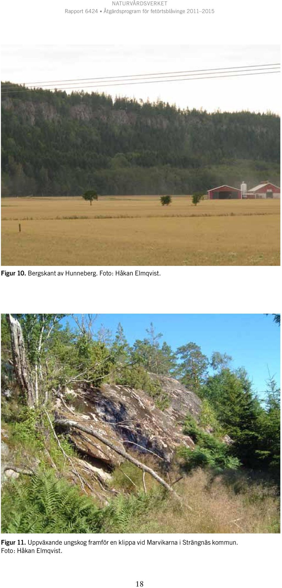 Uppväxande ungskog framför en klippa vid