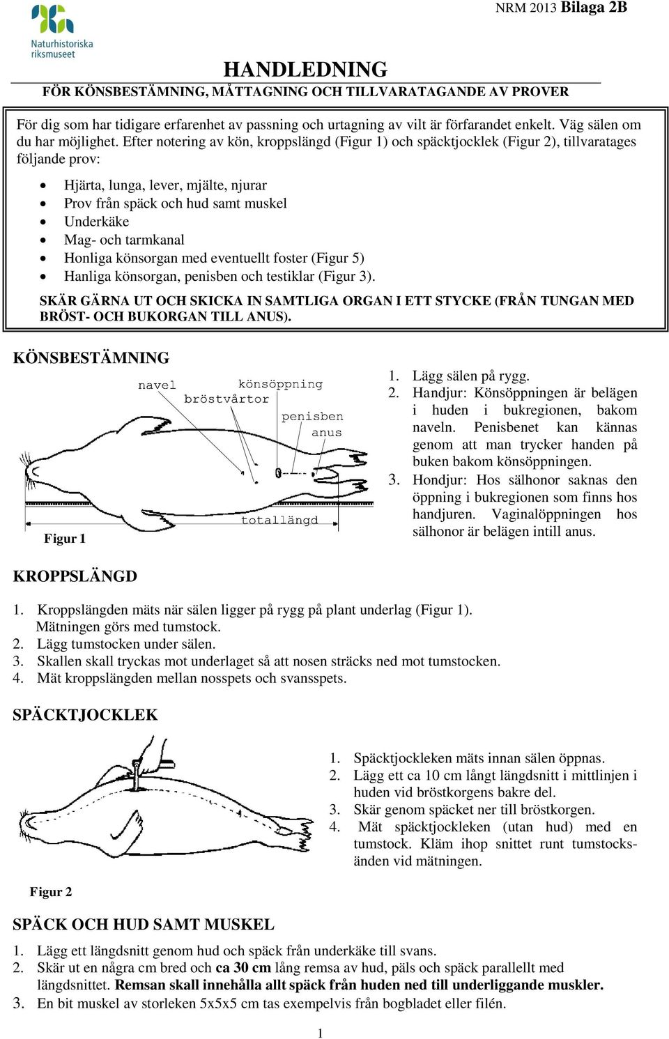 Efter notering av kön, kroppslängd (Figur 1) och späcktjocklek (Figur 2), tillvaratages följande prov: Hjärta, lunga, lever, mjälte, njurar Prov från späck och hud samt muskel Underkäke Mag- och