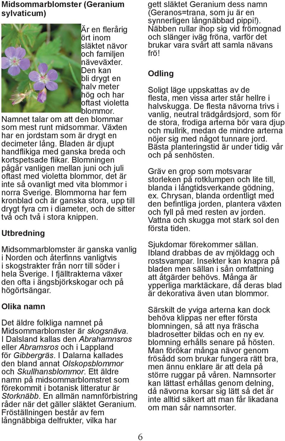 Blomningen pågår vanligen mellan juni och juli oftast med violetta blommor, det är inte så ovanligt med vita blommor i norra Sverige.