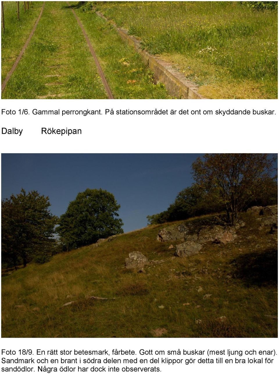 Gott om små buskar (mest ljung och enar).