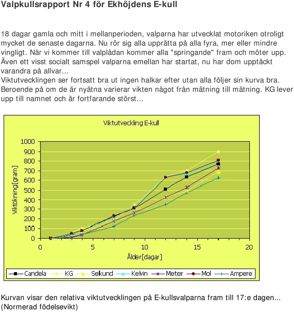 Även ett visst socialt samspel valparna emellan har startat, nu har dom upptäckt varandra på allvar.