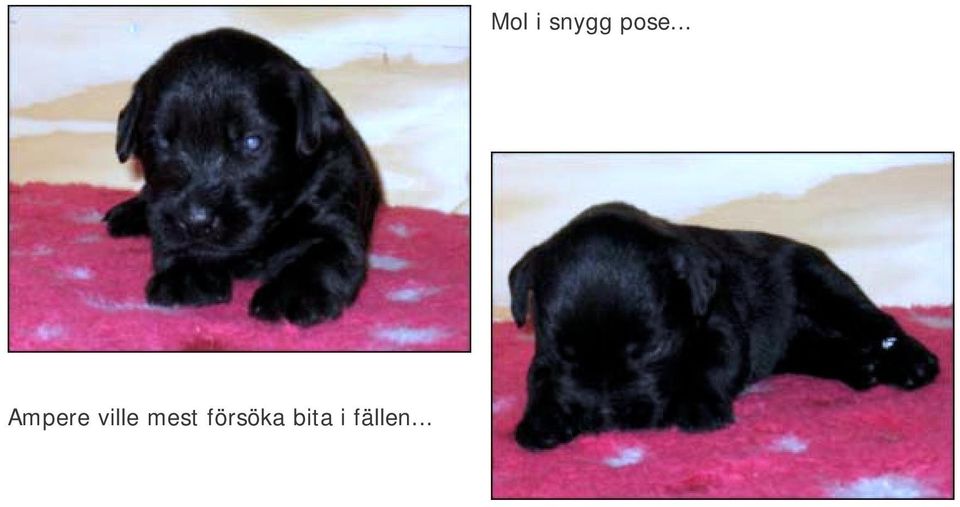 bita i fällen.