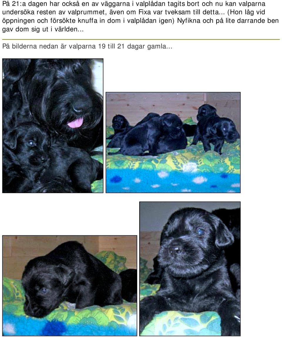 .. (Hon låg vid öppningen och försökte knuffa in dom i valplådan igen) Nyfikna och